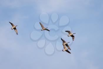 Canada Geese (Branta canadensis) flying over a lake in Sussex