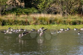 Canada Geese (Branta canadensis) arriving at a lake in Sussex