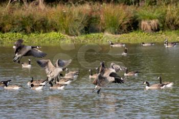 Canada Geese (Branta canadensis) arriving at a lake in Sussex