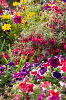 Summer flowers blooming in a flowerbed in an English garden