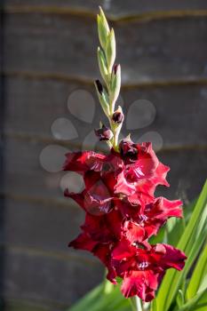Deep red hybrid Gladiolus flowering in an English garden