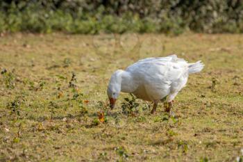Domesticated white Goose wandering across the pasture