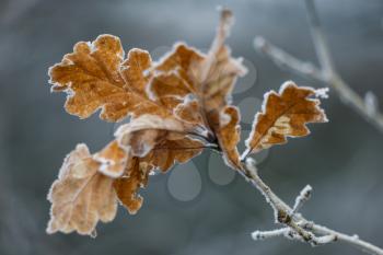 Frozen leaves of an Oak tree covered with frost