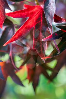 Amrican Red Gum tree (Liquidambar styraciflua) leaves in autumn