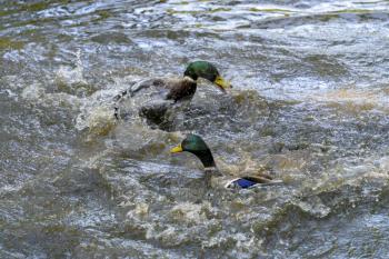 A pair of Mallards (Anas platyrhynchos) fighting on a lake in Sussex