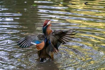 Mandarin duck (Aix galericulata) on the lake at Tilgate Park in Sussex