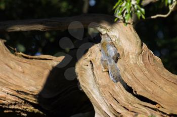 Grey Squirrel (Sciurus carolinensis) in late afternoon autumn sunshine