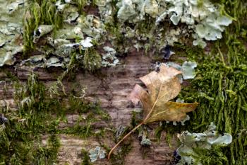 Fallen leaf stuck to a wooden fence covered with moss and lichen in autumn