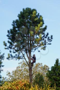 Workman cutting down a pine tree in a garden
