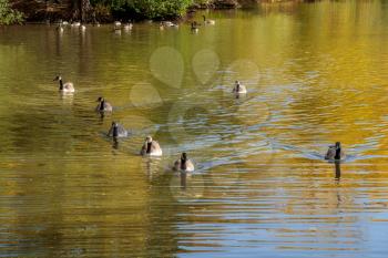Canada Geese (Branta canadensis) swimming in the sunshine at a lake in Sussex