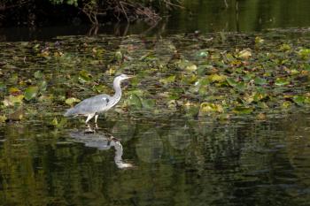 Grey Heron wading through a lake looking for fish by the lily pads