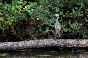 Grey Heron standing on a fallen tree by a lake in West Sussex