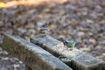 Blue Tit feeding on seed spread over a wooden seat