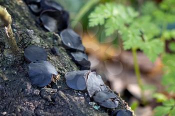 Black bulgar or Black Jelly Drops (Bulgaria inquinans) growing on a fallen tree