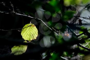 Alder leaf (Alnus glutinosa) illuminated in the autumn sunshine