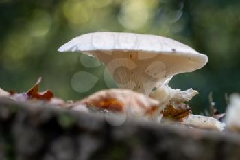 White mushroom growing on a rotting tree stump