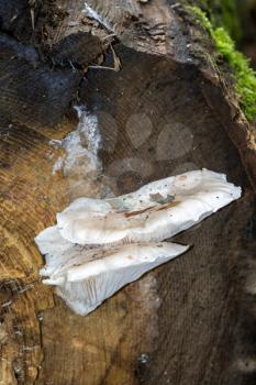 White mushroom growing on a rotting tree stump
