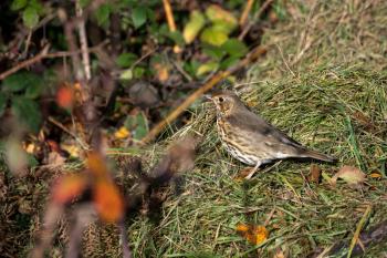 Song Thrush (Turdus philomelos) standing onsome grass cuttings