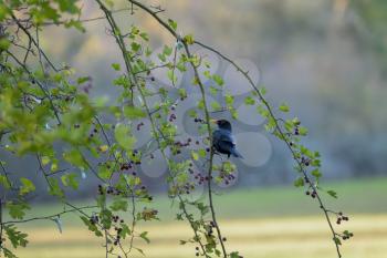Blackbird (Turdus merula) in a Hawthorn tree eating berries