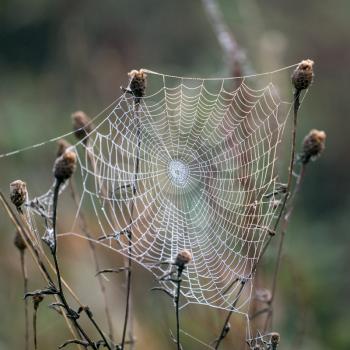 Spiders web glistening with water droplets from the autumn dew