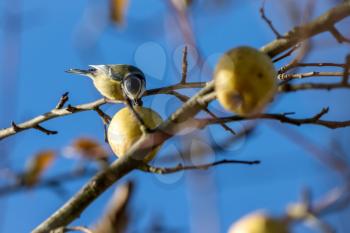 Blue Tit eating a wild apple on a sunny autumn day