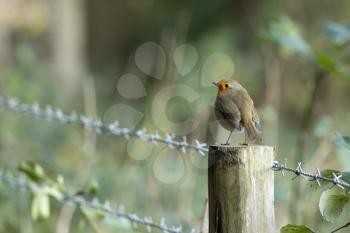 Robin standing on a wooden fence post