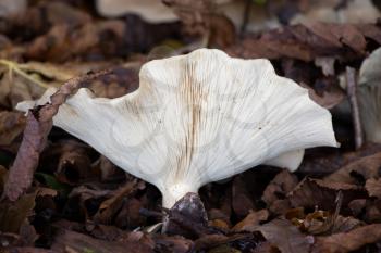White fungus growing out of the rotting leaves of autumn