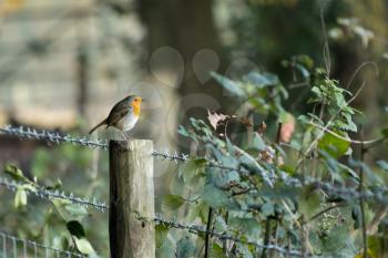 Robin standing on a wooden fence post