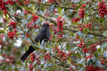Blackbird (Turdus merula) in a Holly tree eating berries