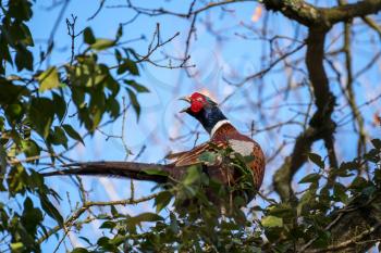 Common Pheasant (phasianus colchicus) resting in an Oak tree in wintertime