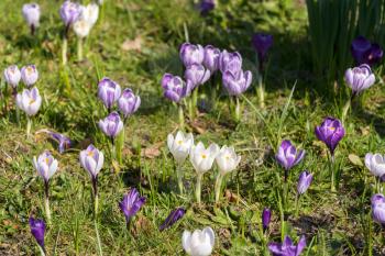 Purple and white Crocuses flowering in East Grinstead in wintertime
