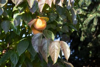 Fruit on a Kaki tree in mandello del Lario Italy