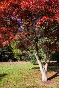 Japanese Maple (acer palmatum) growing in East Grinstead