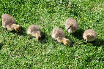 Canada Goose (branta canadensis) Goslings on the banks of the river Thames