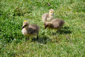 Canada Goose (branta canadensis) Goslings on the banks of the river Thames