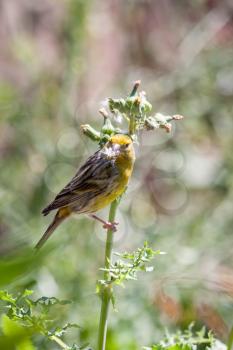 Canary (serinus canaria) clinging to a thistle in Madeira Portugal Europe