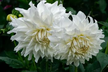 Magnificent pair white dahlias on display at Butchart Gardens