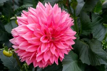 Magnificent pink dahlia on display at Butchart Gardens