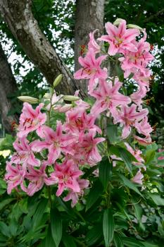 A cluster of Lilies (lilium)