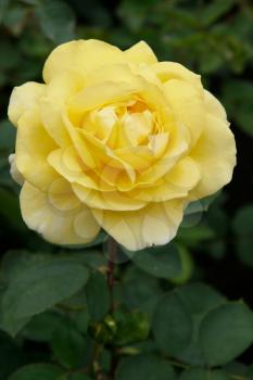 A beautiful yellow Rose (rosa) on display at Butchart Gardens