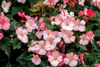 A mass of pink Begonia flowers at Butchart Gardens