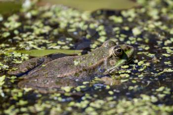 Close-up shot of a Marsh Frog (pelophylax ridibundus)