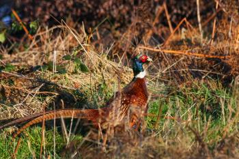 Common Pheasant (phasianus colchicus) at Weir Wood Reservoir