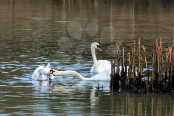 Family of Swans on the lake at Warnham Nature Reserve