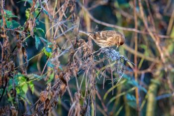 Female Common Redpoll feeding on the seeds of a dead plant
