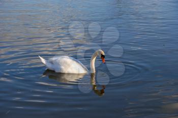 Mute Swan (Cygnus olor) on the River Thames at Clifton Hampden