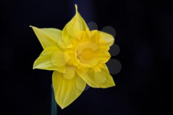 Golden Daffodil
