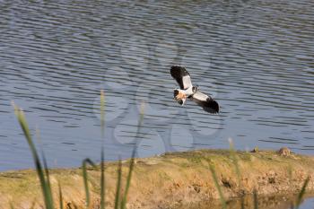 Lapwing coming in to land