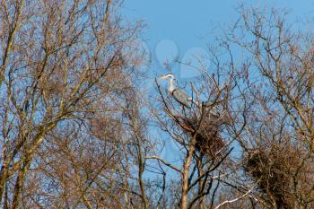 Grey Herons (ardea cinerea) by their nest in the spring sunshine