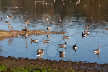 Greylag and Canada Geese at Weir Wood reservoir